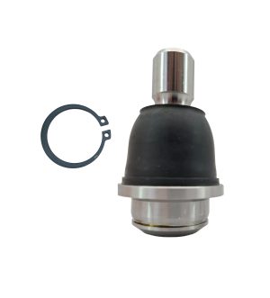 Rotula Inferior Derecha e Izquierda Marca 555